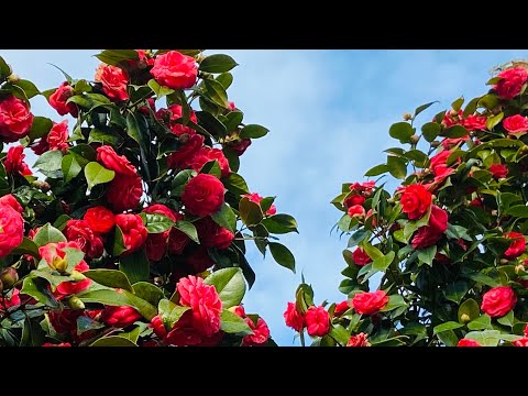, title : 'Camellias: ¿cómo cultivarlas? ║Orquídeas en el mundo'