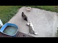 Cats vs Wild Animals! (A Compilation)