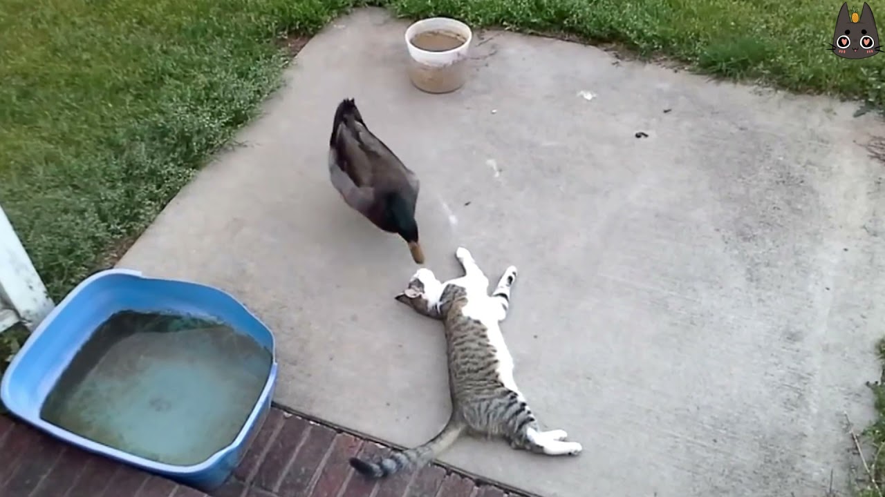 Cats vs Wild Animals! (A Compilation)