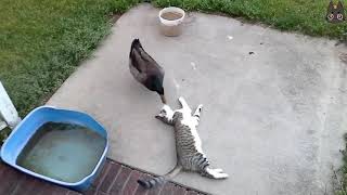 猫 vs 野生動物！