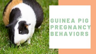 Guinea Pig Pregnancy Behaviors - Guinea Pig Center