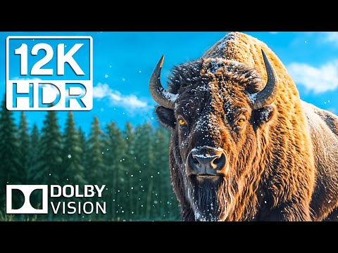 FANTASTISCHE TIERE UND SCHÖNHEIT DER NATUR 12K HDR 120 FPS Dolby Vision