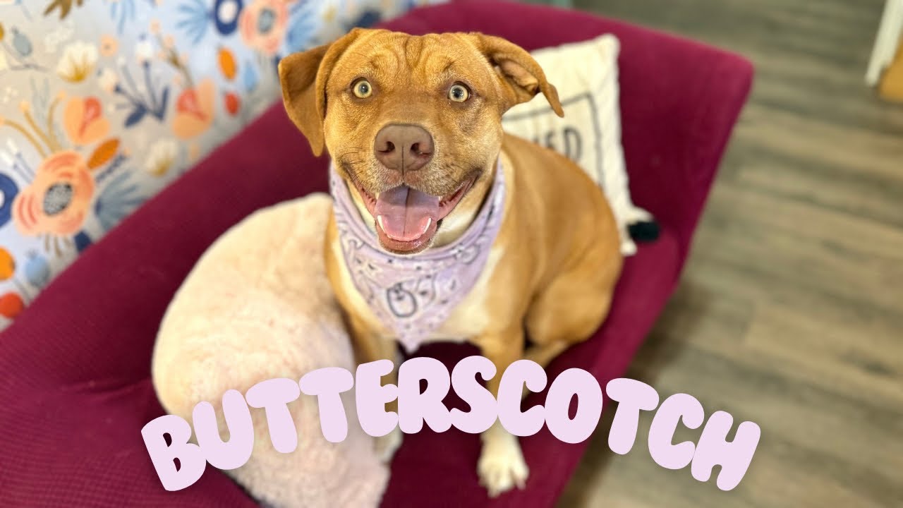 Enlarge Butterscotch Pie, a Adoptable mixed breed in Arlington, WA video 6/6