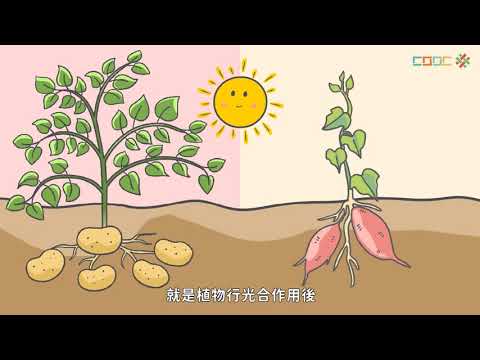 光合作用 佳里