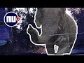 Thai muisstil om olifant die eten uit laadbak auto pakt