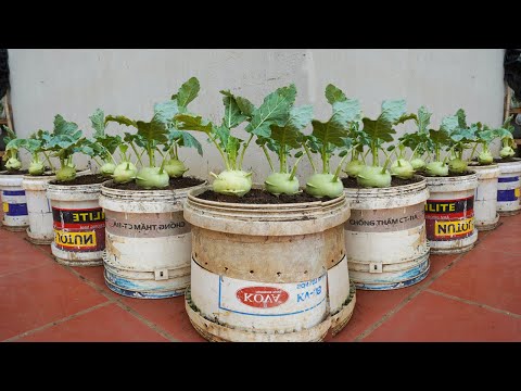 100 days of growing and harvesting kohlrabi in plastic bottles big and sweet tubers