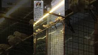 Download lagu PERKUTUT BANGKOK AJW K.MERAPI || AJW BIRD FARM mp3 Download lagu PERKUTUT BANGKOK AJW K.MERAPI || AJW BIRD FARM mp3