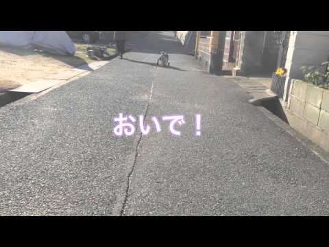犬の車椅子の動画　シーズーのラン君