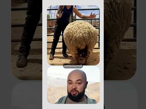 Необычный пиджак на овце изменил всё!