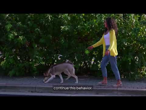 Premium Training for pulling