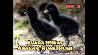 Download lagu Suara Anakan Ruak Ruak memanggil Induk mp3 Download lagu Suara Anakan Ruak Ruak memanggil Induk mp3
