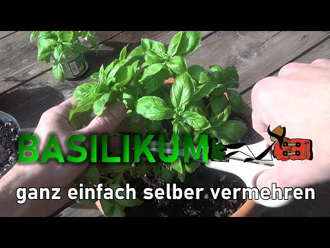 BASILIKUM ganz einfach selber vermehren