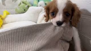 キャバリアの動画01