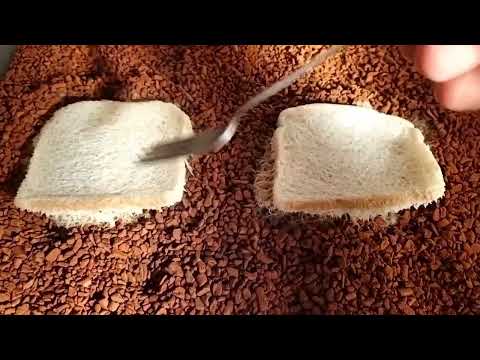 𝐄𝐧𝐜𝐡𝐲𝐭𝐫𝐚𝐞𝐮𝐬 𝐚𝐥𝐛𝐢𝐝𝐮𝐬 𝐢𝐧 𝐒𝐞𝐫𝐚𝐦𝐢𝐬 Morgens, 🕡 in Deutschland.☺️ Der frühe Frankie fängt den Wurm.😉