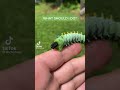Insects Caterpillar Caterpillar