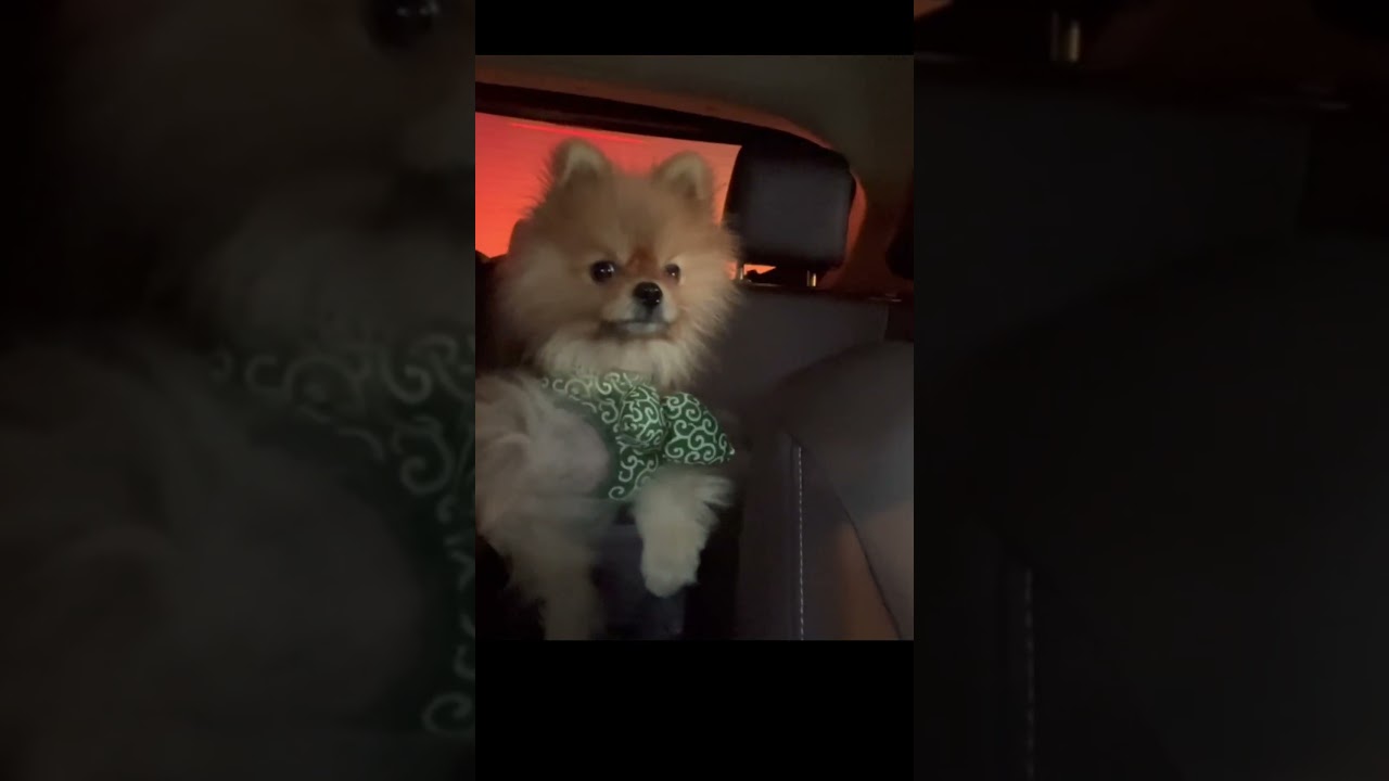 子供みたいに駄々こねる犬#ポメラニアン