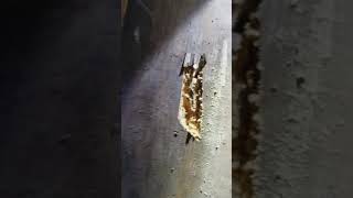 Powderpost beetle damage