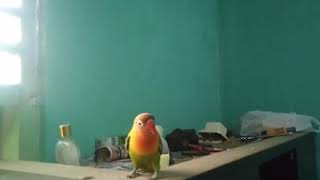 Download lagu Lovebird fighter dengan pemasteran mp3. mp3