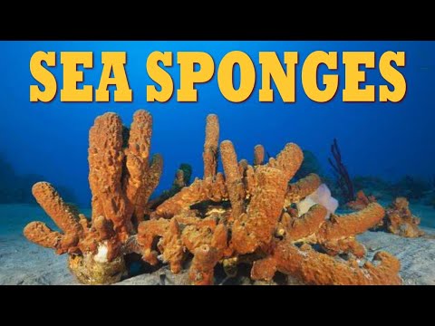 Sea Sponges | All About Sponges | What Is a Sponge? | The Wonderful World of Invertebrates
