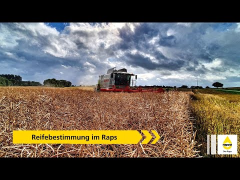 Reifebestimmung im Raps - wie bestimmt man den optimalen Erntetermin?