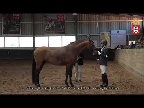 230424 7 Orion de La Gesse (FR) -  Aprovação de Garanhões