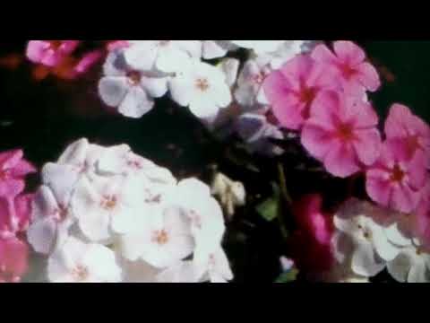 download lagu mp3 mp4 Beauty Dwarf Phlox, download lagu Beauty Dwarf Phlox gratis, unduh video klip Beauty Dwarf Phlox