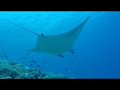 GoPro HD: Tubbataha Reef Scuba Diving M/Y Sakura