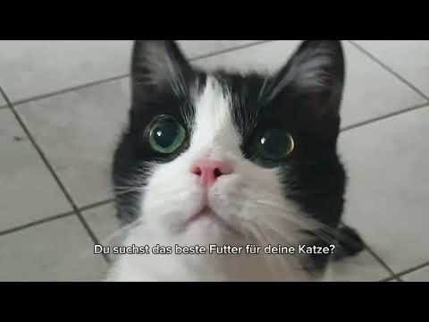 Anifit Katzenfutter - Das Schnupperpaket im Test