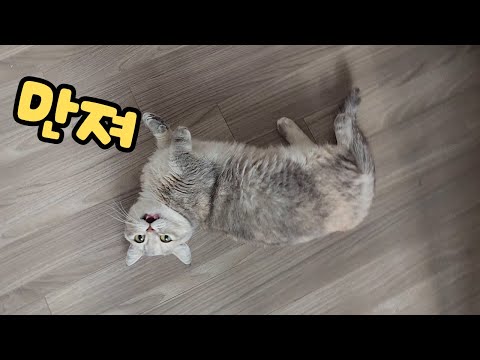 그만 좀 울어라~ 매일 우는 울보 고양이