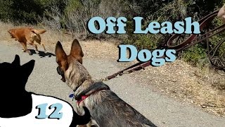 Off Leash Dogs 2.0 E12