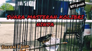 Download lagu MASTERAN SUARA BURUNG KOLIBRI NINJA (KONIN) DURASI 1 JAM !! mp3 Download lagu MASTERAN SUARA BURUNG KOLIBRI NINJA (KONIN) DURASI 1 JAM !! mp3
