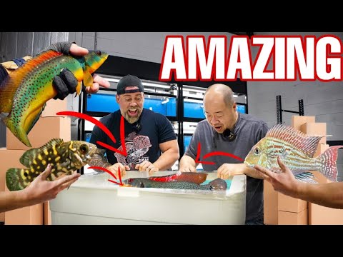 OPENING BOXES OF TROPICAL FISH FROM BRAZIL | Live Fish Unboxing