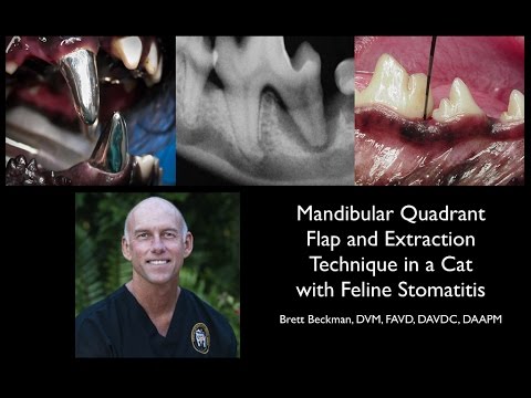 Veterinary Dentist Demonstrates: Mandibular Quadrant Extraction in a Cat with Feline Stomatitis