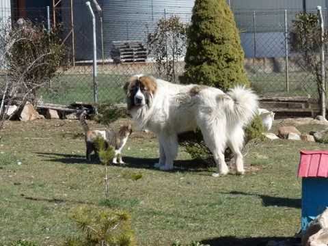 El Kuentin, ya se ha hecho casi un "paisano"