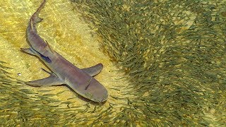 Lemon Sharks Hunting in Shallow Water | BBC Earth