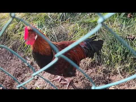 Krähruf Altsteirerjunghahn