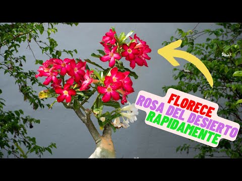 Como Hacer Florecer La Rosa Del DESIERTO Facil y Rapido #rosadeldesierto