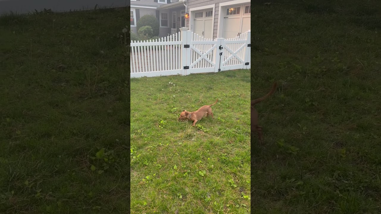 Westley, a ADOPTABLE Chiweenie in Shrewsbury, MA video 5/5