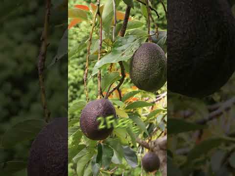 #{Top 4 avocado 🥑 varieties in the world}