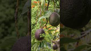 #{Top 4 avocado 🥑 varieties in the world}