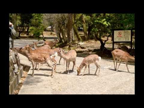JAPON - Le parc aux cerfs de Nara