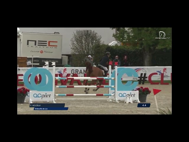 Caballo castrado Silla Franc&eacute;s En venta 2016 Alaz&aacute;n por EPSOM GESMERAY