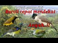 Suara Pikat Burcil Paling Jernih Dijamin Ampuh
