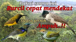 Download lagu Suara Pikat Burcil Paling Jernih Dijamin Ampuh... mp3