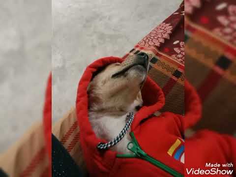Varieties  sleeping  action  of Jubo.what a peaceful  sleep.#dog #doglover