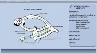Sistemul nervos vegetativ simpatic și parasimpatic.