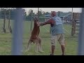 Did A Kangaroo Kill South Carolina Man