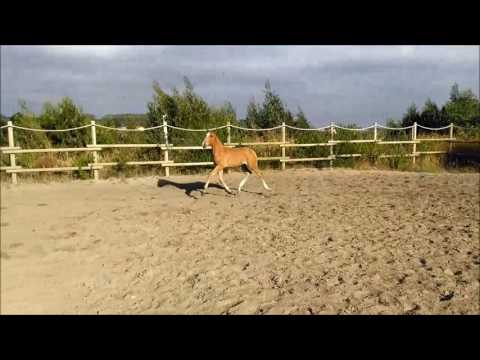 Filho Fibrosa do Lis x Gladiador do Lis