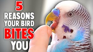 5 Reasons Your Bird Bites You