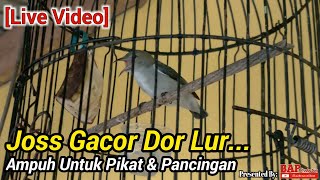 Download lagu BURUNG KEMADE BETINA GACOR mp3